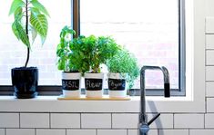 three potted plants sit on a window sill in front of a kitchen sink