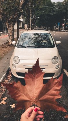 a person holding up a leaf in front of a car on the side of the road