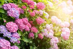 pink and purple flowers are growing on the side of a wall with green foliage in the foreground