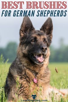 a german shepherd dog sitting in the grass with text overlay that reads best brushes for german shepherds