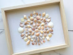 there are many sea shells in this shadow box on the wall, and one is white