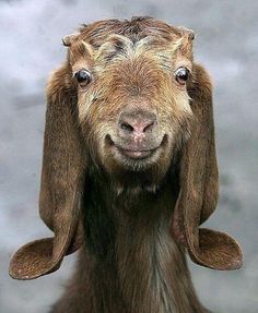 a goat with the words a good scapecoat is just as welcome