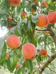 several peaches growing on the branches of a tree