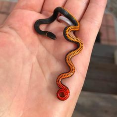 a hand holding a small black and orange snake