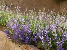 some purple flowers are growing out of the rocks