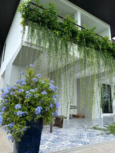 blue and white flowers are growing on the outside of a house