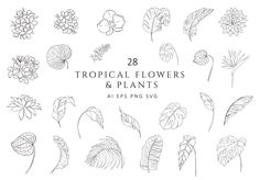 tropical flowers and plants with the title 28 tropical flowers and plants an epss svg