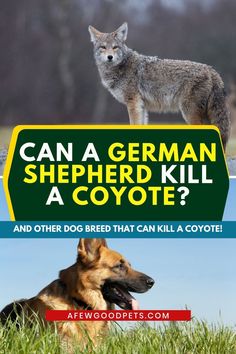 an image of a dog and a wolf with the caption can a german shepherd kill a coyote?