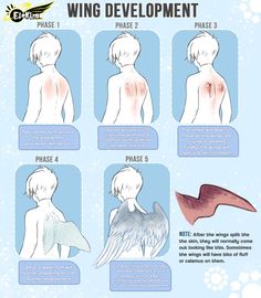 the stages of wing development in an anime character's body, with instructions on how to