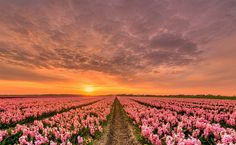 the sun is setting over a field full of pink flowers