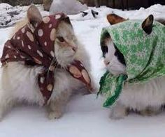 two cats wearing scarves and scarfs in the snow, one is white and the other is brown