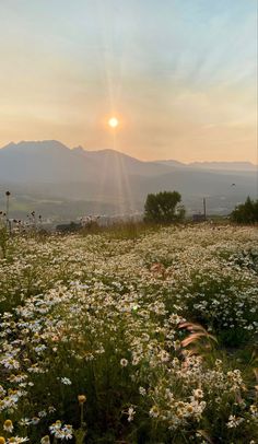 the sun is setting over a field full of daisies and wildflowers with mountains in the background