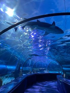 the inside of an aquarium filled with fish