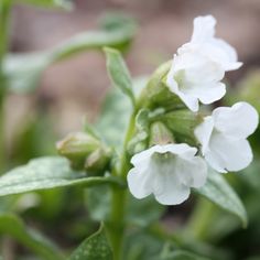 white flowers with green leaves in the background