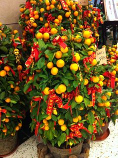 several potted plants with oranges tied to them