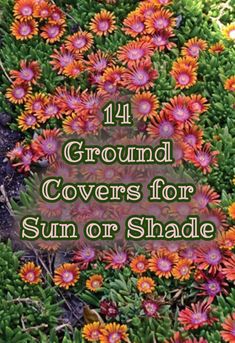 Shade Rock Garden Plants, Ground Cover For Sunny Slopes, Perennial Ground Cover Flowers, Zone 9 Ground Cover, Frogfruit Ground Cover, Colorful Ground Cover Perennials, Ground Covering Flowers, Ground Cover Along Fence, Creeping Thyme Hillside