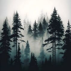 a forest filled with lots of tall trees covered in fog and smoggy clouds