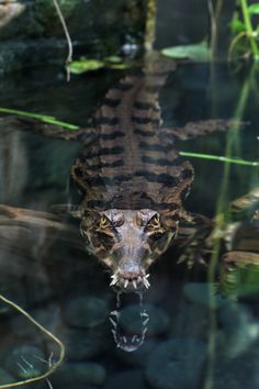 an alligator is swimming in the water with its mouth open