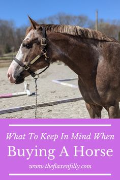 a horse with the words what to keep in mind when buying a horse