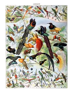 an image of birds that are on the tree branch and in the branches, all different colors