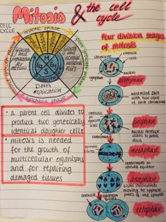 a hand drawn diagram on top of a notebook with information about mitosis and the cell