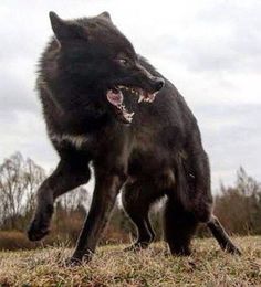 a large black dog standing on top of a dry grass covered field with its mouth open