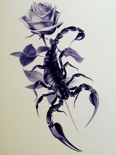 a drawing of a scorpion and a rose