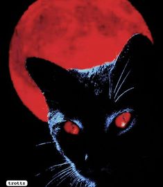 a black cat with red eyes stares at the camera in front of a full moon