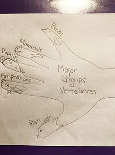 a piece of paper with drawings on it that says major groups of vertebrates