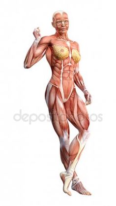 an image of a woman's muscles in the shape of a human figure with muscles highlighted