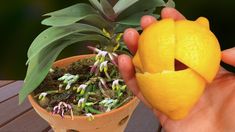 a person holding an orange with small flowers in it next to a potted plant