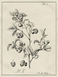 an illustration of a plant with fruit on it