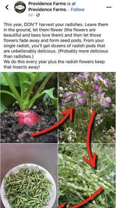 some plants that are growing out of the ground with red arrows pointing to them, and two