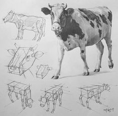 a drawing of a cow's head and body in various poses, with the outlines drawn on it