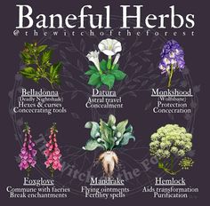 Poisonous Herbs Witchcraft, Baneful Herbs Witchcraft, Baneful Magick Herbs, Merlin Illustration, Baneful Herbs, Poison Flowers