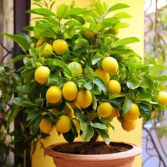 a potted lemon tree in front of a yellow wall