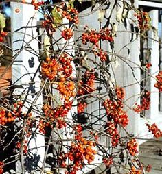 red berries are growing on the branches of an old wooden trellis in front of a white building