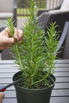 a person is holding up a plant in a small black pot with green leaves on it