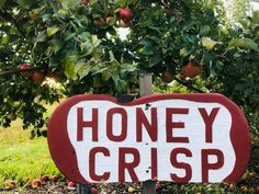 a red and white sign that says honey crisp in front of an apple tree filled with apples