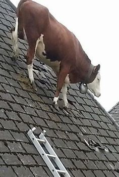 a brown and white cow standing on top of a roof