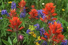 red, white and blue flowers in the grass