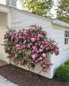 pink flowers are growing on the side of a white shed with black mulchs