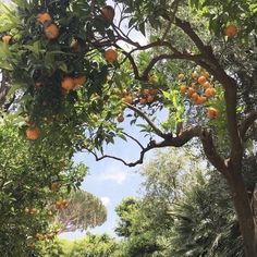 an orange tree with lots of fruit growing on it's branches in the sun