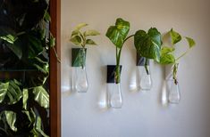 three vases with plants are hanging on the wall