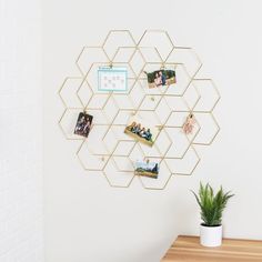 a white wall with some pictures on it and a potted plant next to it