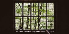 an open window in a dark room with green leaves on the windowsill and trees outside