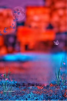 some grass and flowers in front of a building with a butterfly flying over it at night