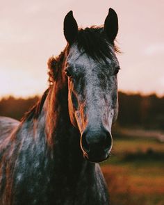 a close up of a horse in a field