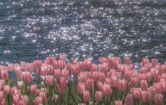 many pink tulips in the foreground with sparkling water in the back ground