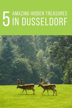 three deer walking across a green field with trees in the background and text that reads, 5 amazing hidden treasures in dussedorf